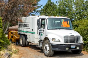 professional tree removers Boyd's tree service