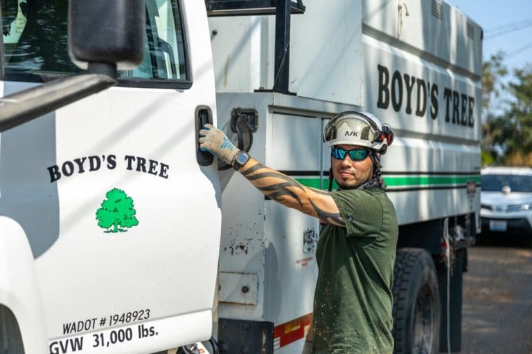 tree removal services near me in pasco