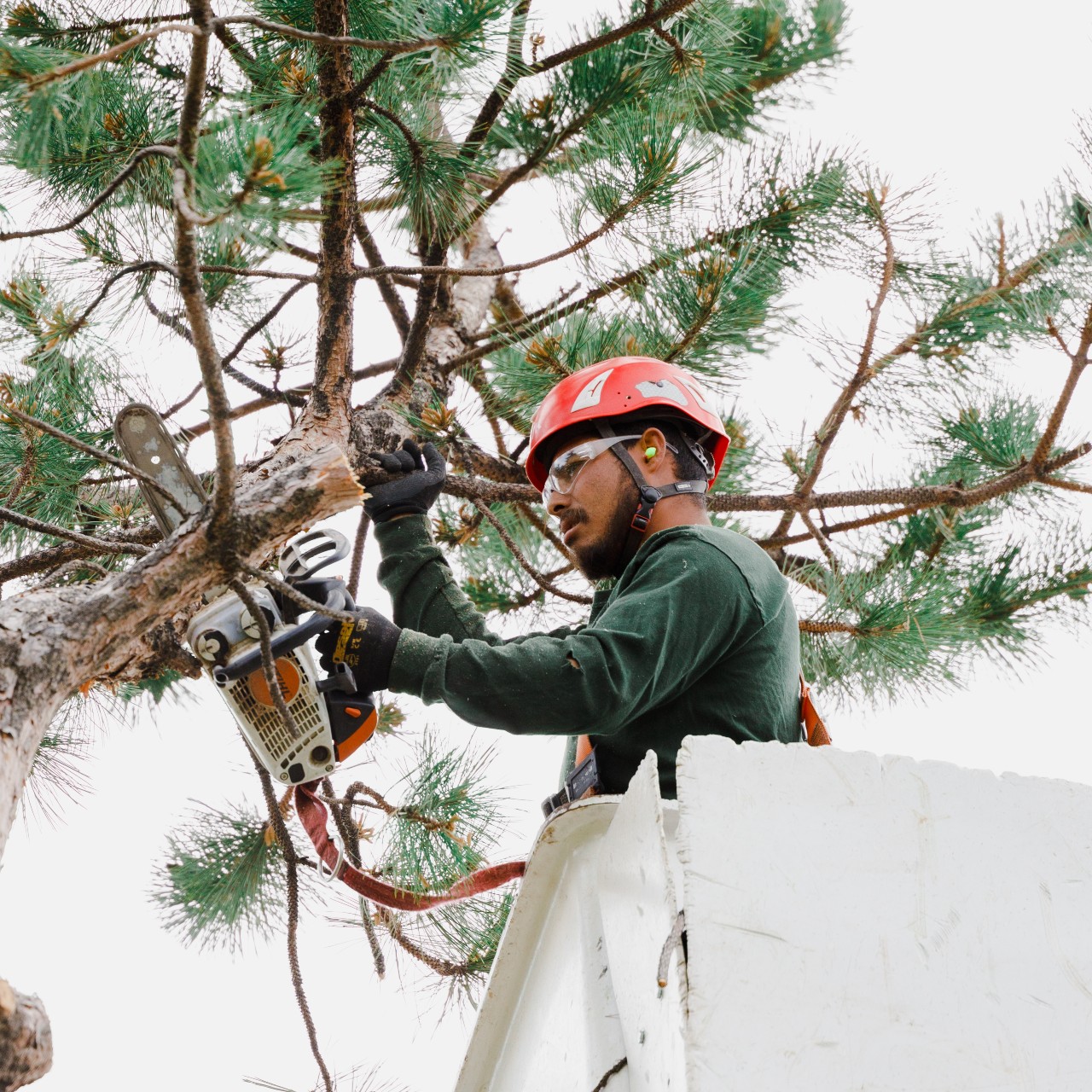 What is the Difference Between Tree Pruning and Tree Trimming? | Boyd's