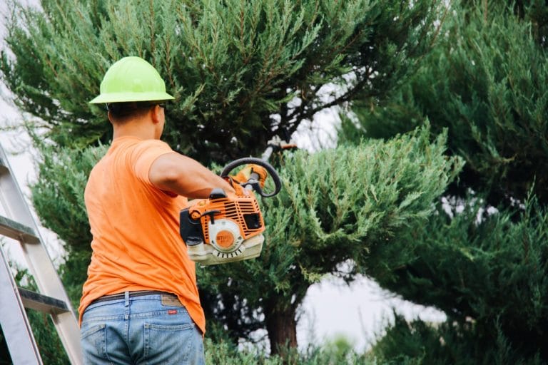 The Difference Between Tree Pruning and Tree Trimming