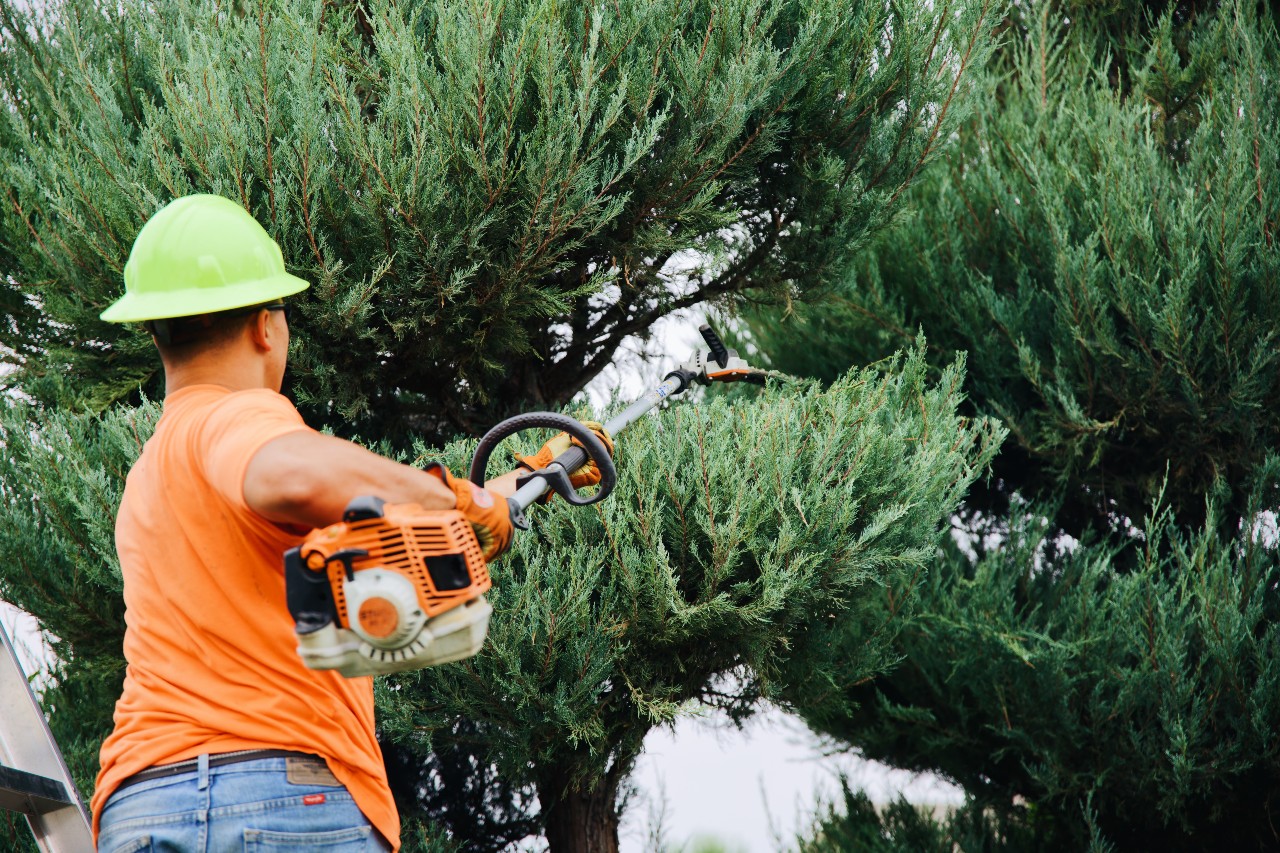 How Long Should I Wait Before Pruning My New Tree Boyd S Tree   How Long Should I Wait Before Pruning My New Tree 