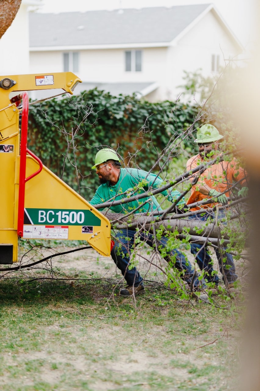 boyds tree removal service on specialized trees near home