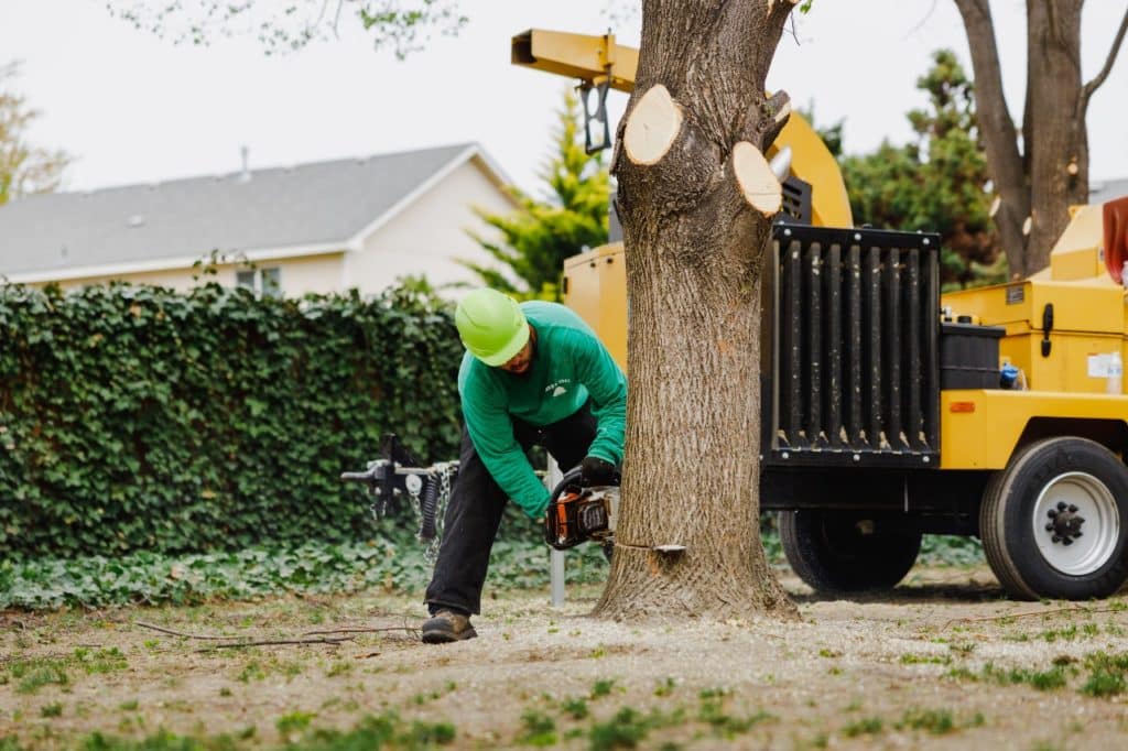 tree removal professionals