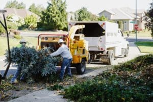 boyds tree trimming service
