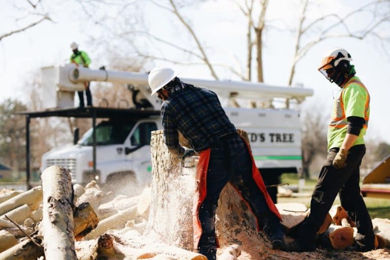 tree stump removal boyds tree service