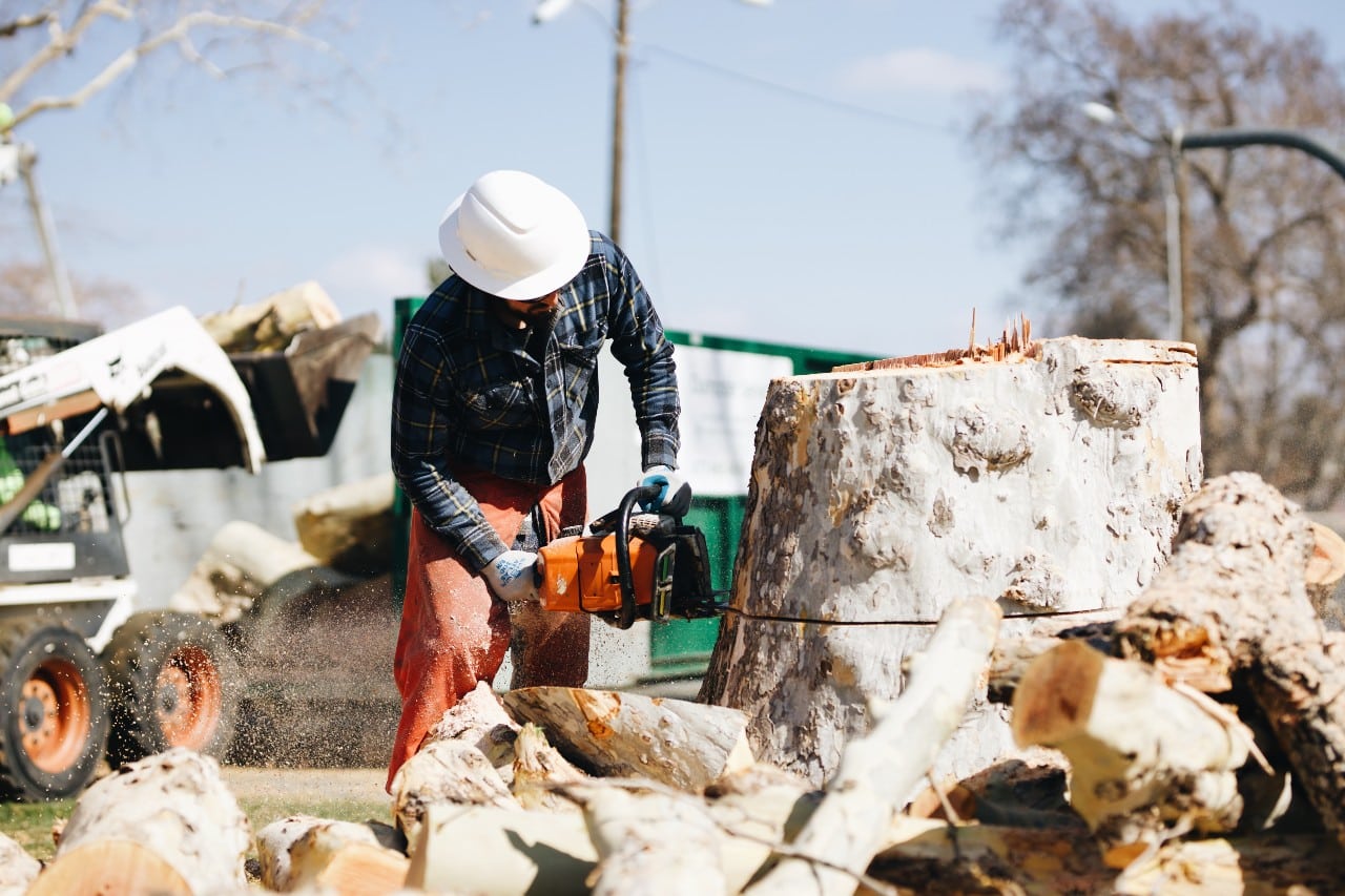 5 Benefits of Hiring a Tree Stump Removal Expert | Boyd's Tree