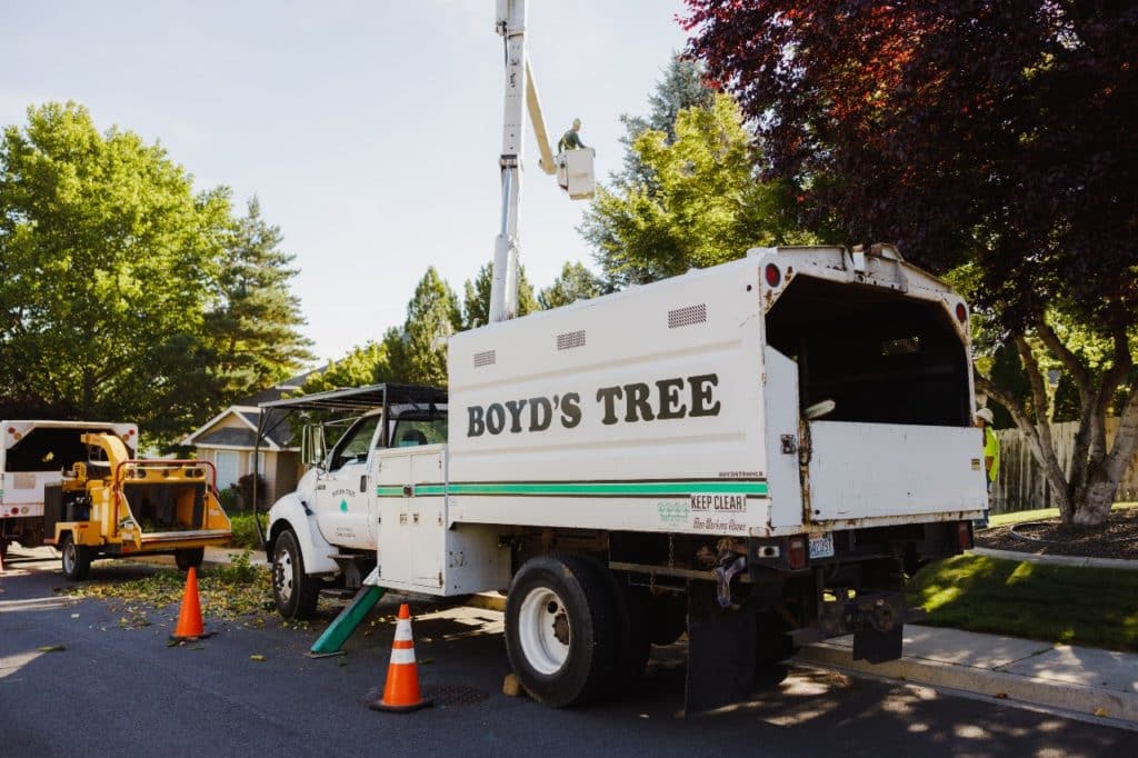 tree removal cost by tree removal companies