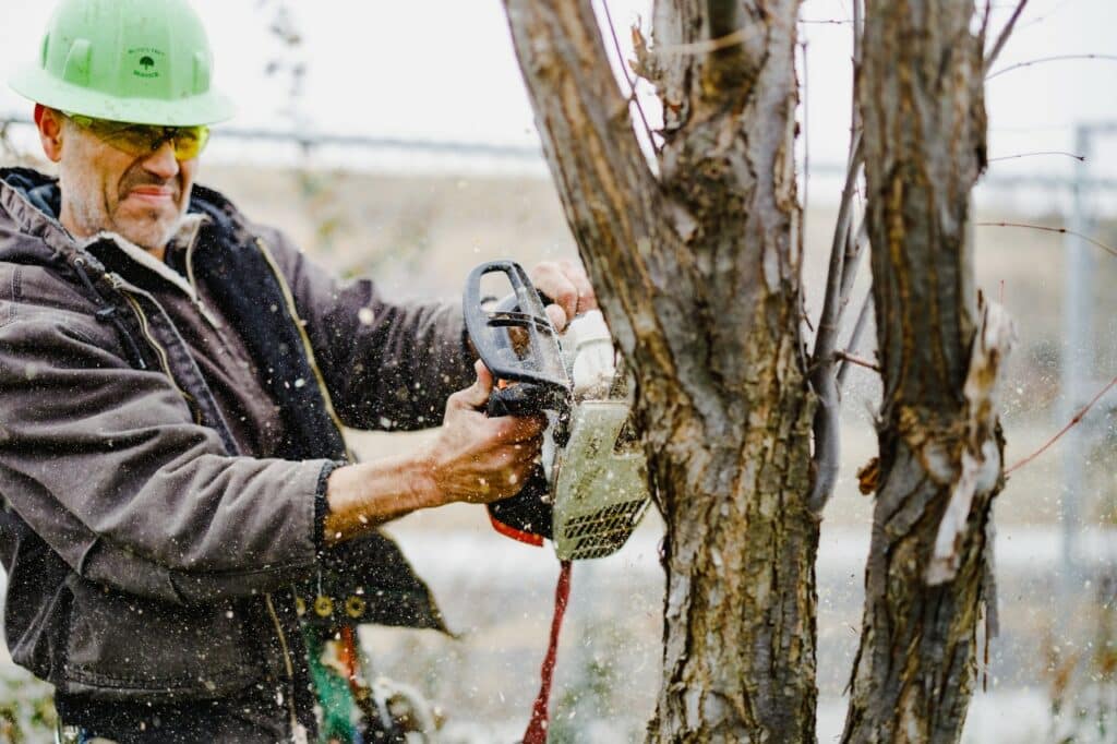 are tree removal estimates free?