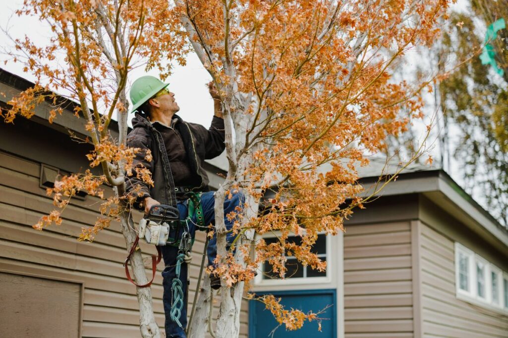 Boyds Tree services employee performing tree cutting and tree pruning services.