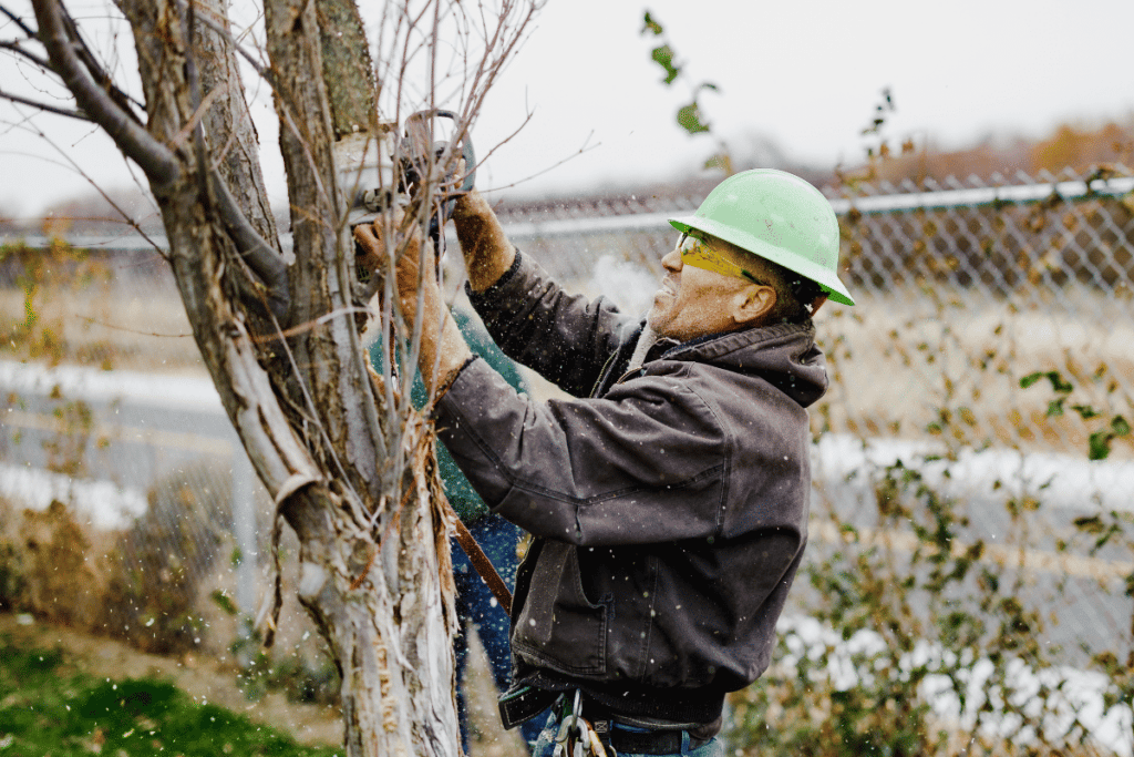Boyds tree services employee cutting a tree branch.