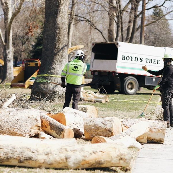 boyds emergency tree services