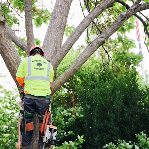 tree inspection and preservation