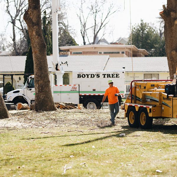 commercial tree removal tricities wa