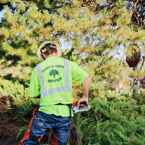 pasco tree service estimate