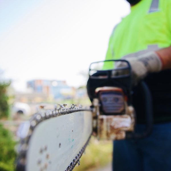 emergency tree removal pasco