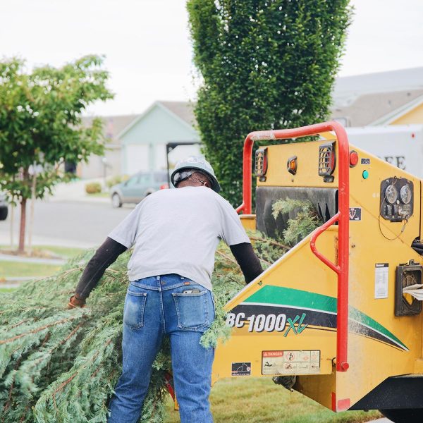 tree-trimming-pasco