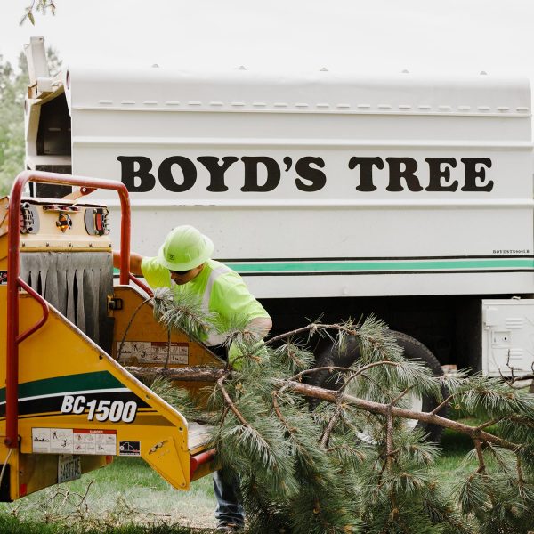 tree removal pasco
