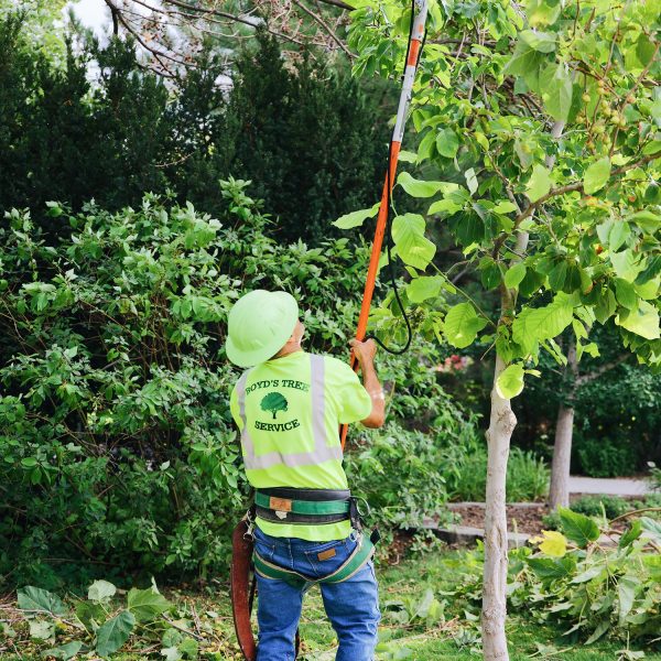 tree-trimming-service-kennewick tree trimming in kennewick WA